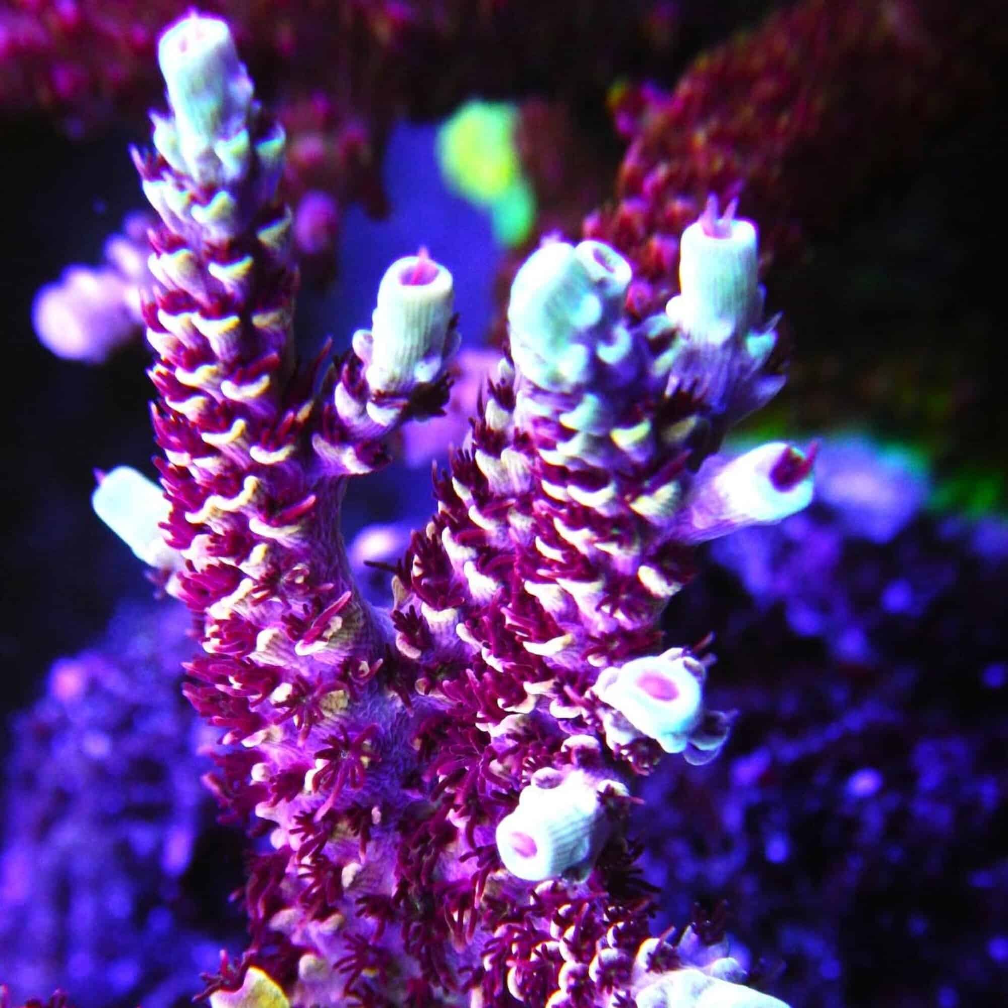 Corals from Top Shelf Aquatics | Reefables