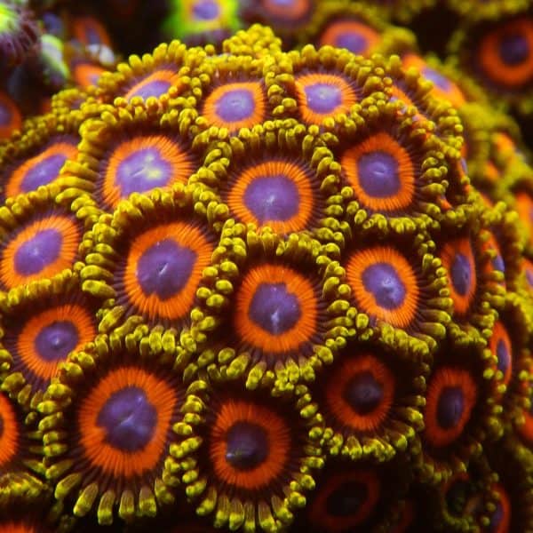 Corals from Jason Fox Signature Corals | Reefables