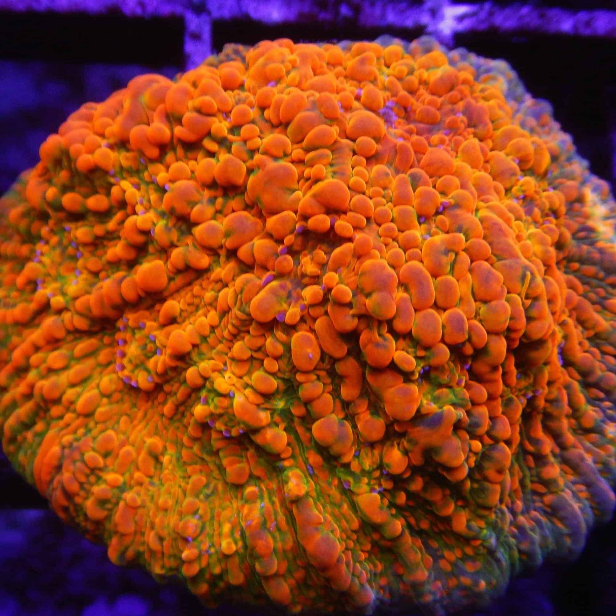 WWCStellariaChalice90.jpg