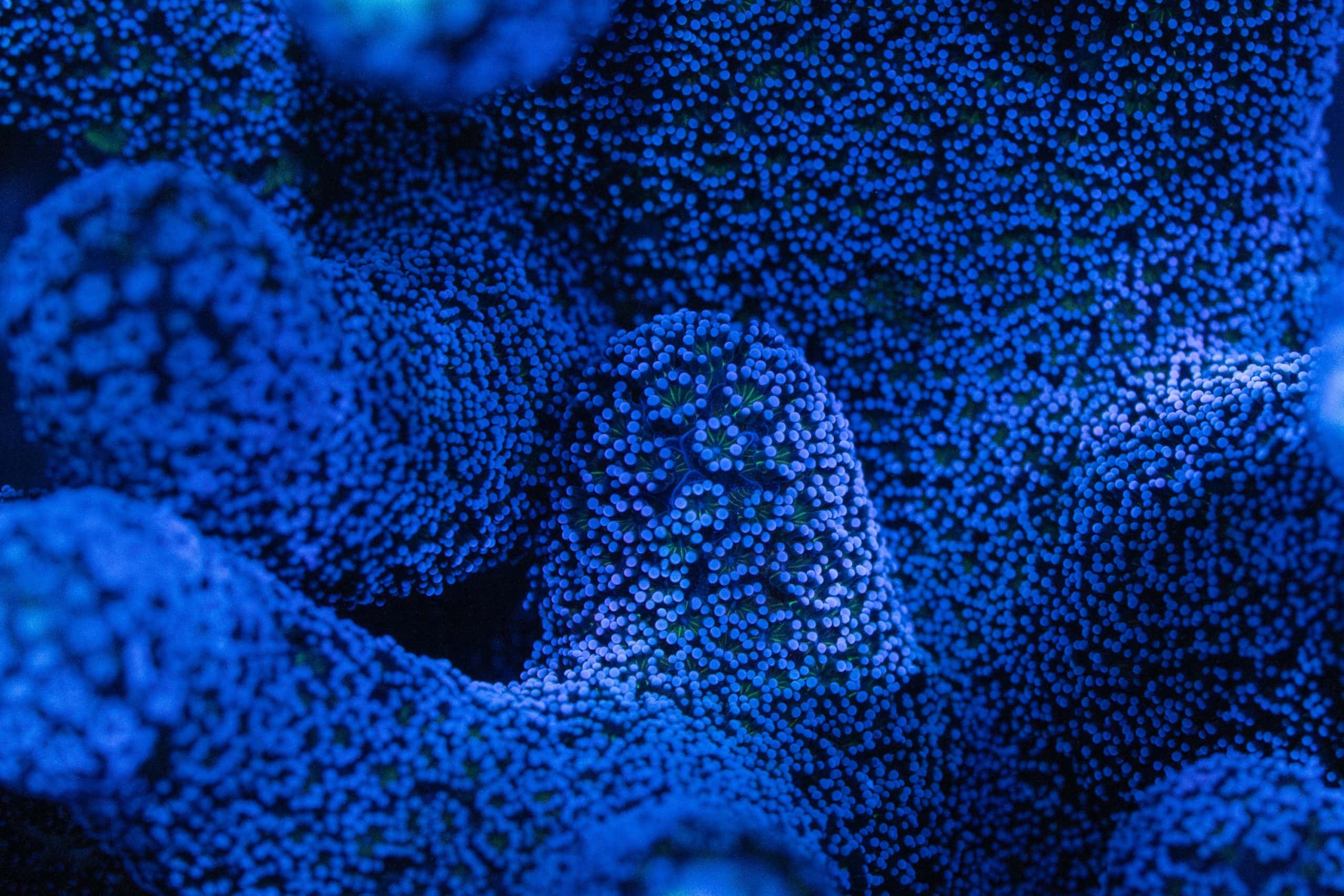 Purple Milka Stylo (Frag) for Sale | Reefables